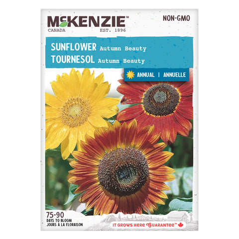Sunflower Autumn Beauty