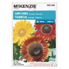 Sunflower Autumn Beauty