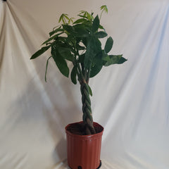 Money Tree - Braided Pachira