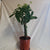 Money Tree - Braided Pachira
