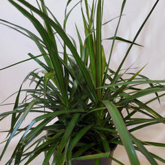 draceana marginata dragon tree