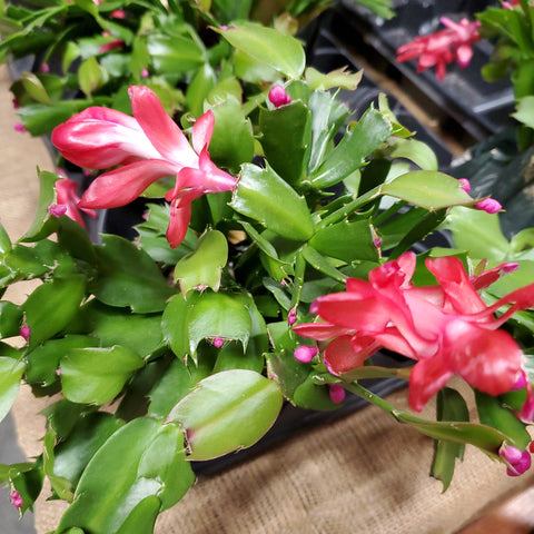 Christmas Cactus 4" Assorted