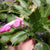 Christmas Cactus 4" Assorted