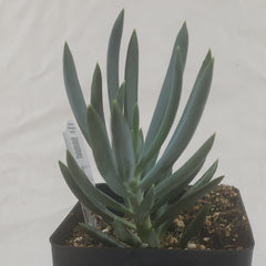 Blue Chalkstick