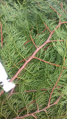 Cedar Boughs