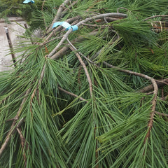 White Pine Boughs