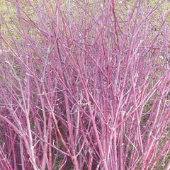 Dogwood Bundle Large