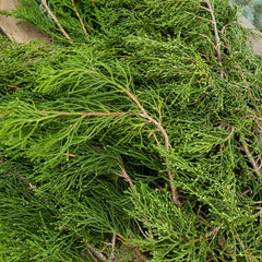 Gold Tip Cedar Boughs