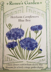 Cornflower Blue Boy