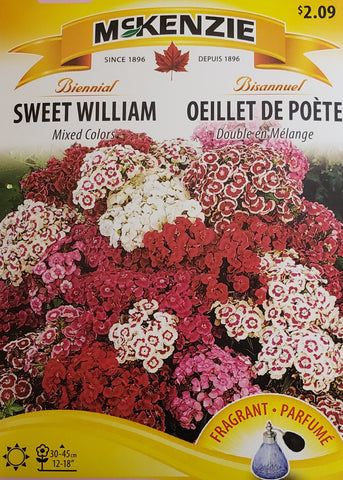 Sweet William Mixed Colors