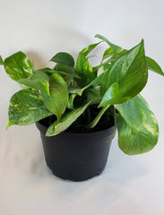 Pothos Golden 6"