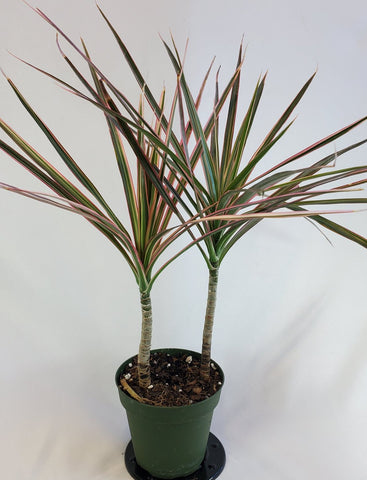 Dracaena Colorama 4"