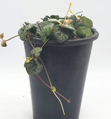 String of Hearts 4"