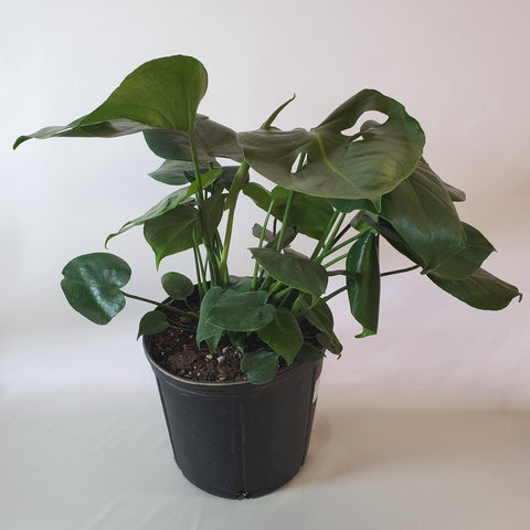 Philodendron Monstera 8" pot