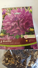 Dahlia DP Bluetiful