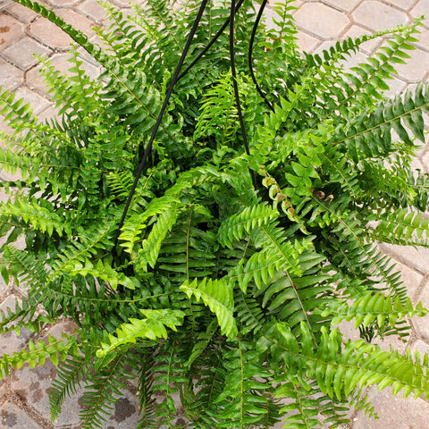 Boston Fern Hanging Basket 8"