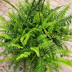 Boston Fern Hanging Basket 8"