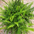 Boston Fern Hanging Basket 8"