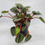 Peperomia Piccalo Banda