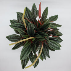 Peperomia Russo