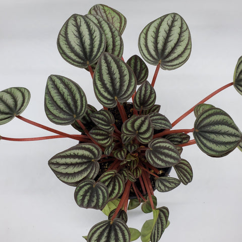 Peperomia Piccalo Banda - 4"