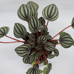 Peperomia Piccalo Banda