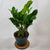 zz plant