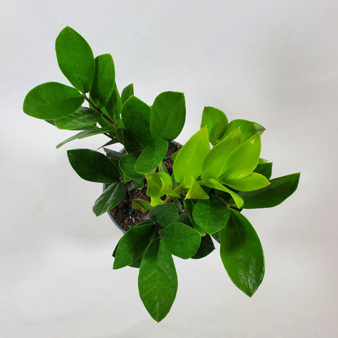 ZZ Plant 4"