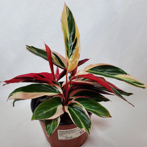 Triostar Stromanthe, 6"