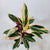 triostar stromanthe