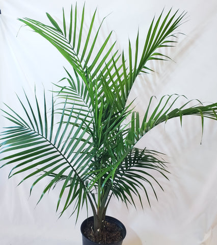 Majesty Palm 10" pot