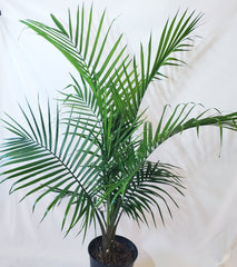 majesty palm