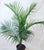 majesty palm