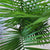 majesty palm