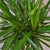 draceana marginata dragon tree