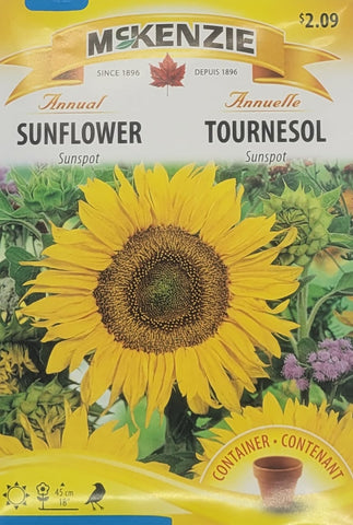 Sunflower Sunspot