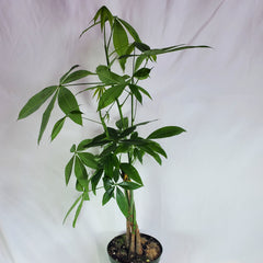 Money Tree-Braided Pachira 6"