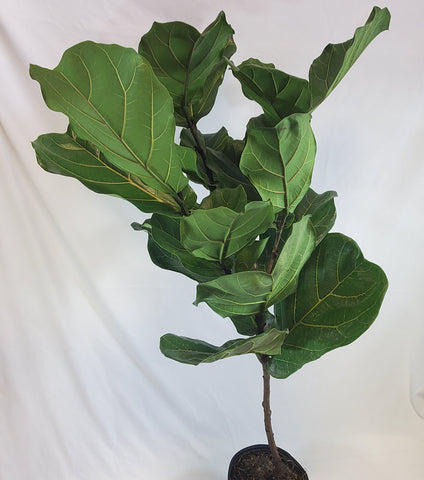 Ficus Lyrata Standard 10"