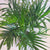 Palm Cataractarum 10"
