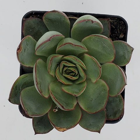 Echeveria 'Moonshine'