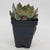 Echeveria 'Moonshine'