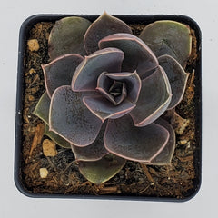 echeveria 'Perle Von Nurnberg'