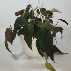 Philodendron Mican HB 8"