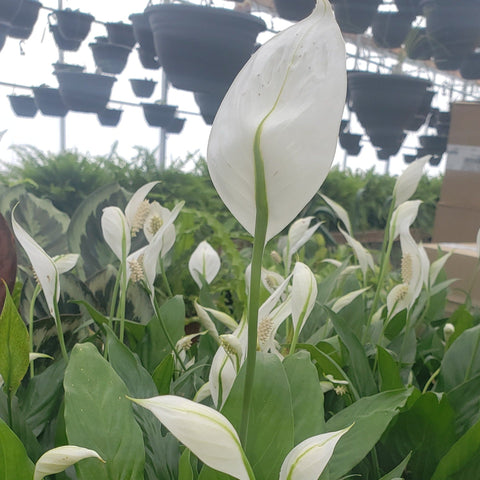 Peace Lily 6"