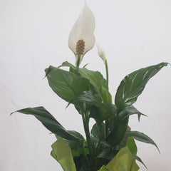 Peace Lily 4"