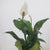 Peace Lily 4"