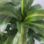 Dracaena Hawaiian Sunshine