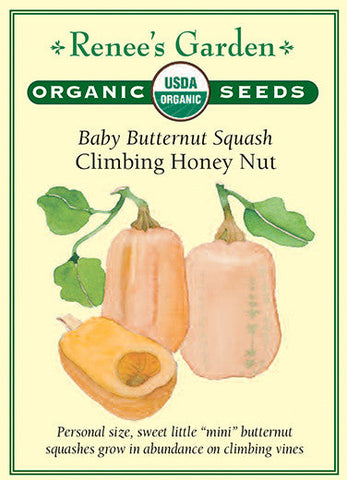 Squash Winter Baby Honey Nut