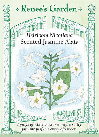 Nicotiana Jasmine Alata