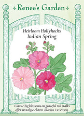Hollyhock Indian Spring